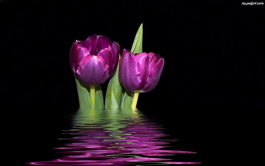 TULIPANES MORADOS - tulipanes - оригинал