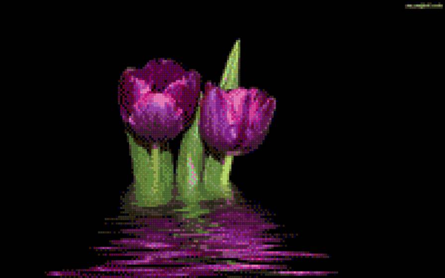 TULIPANES MORADOS - tulipanes - предпросмотр