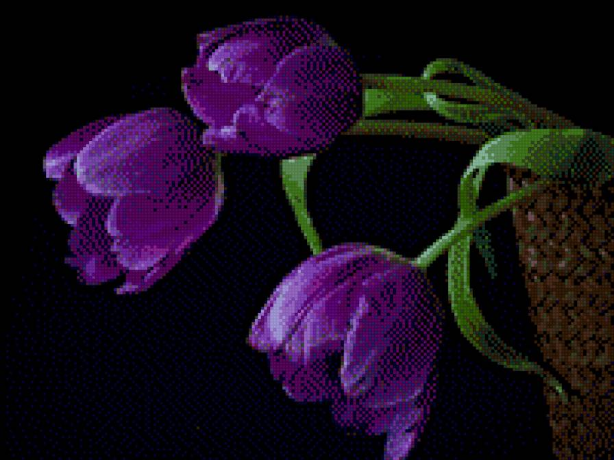TULIPANES MORADOS 1 - tulipanes - предпросмотр