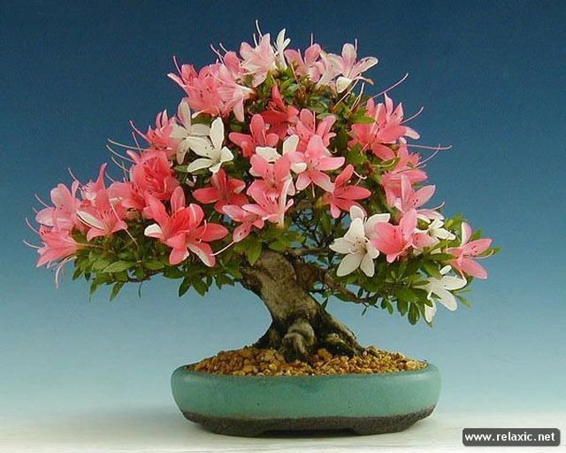 Бонсай Азалия - оригинал