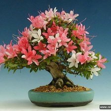 Схема вышивки «Бонсай Азалия»