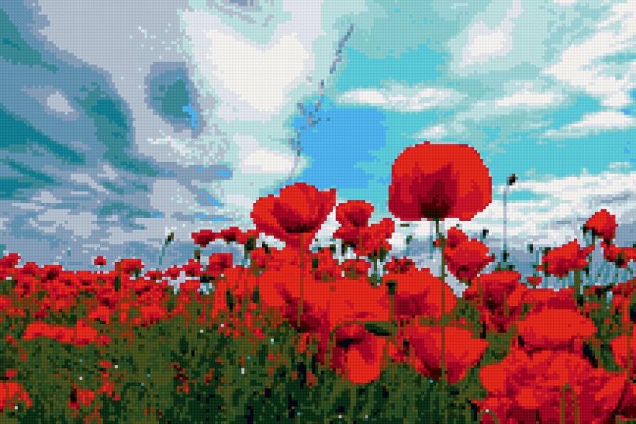 маковое поле - предпросмотр