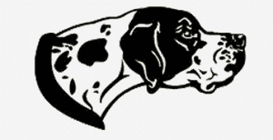 Пойнтер - животные, охота, собака пойнтер - предпросмотр