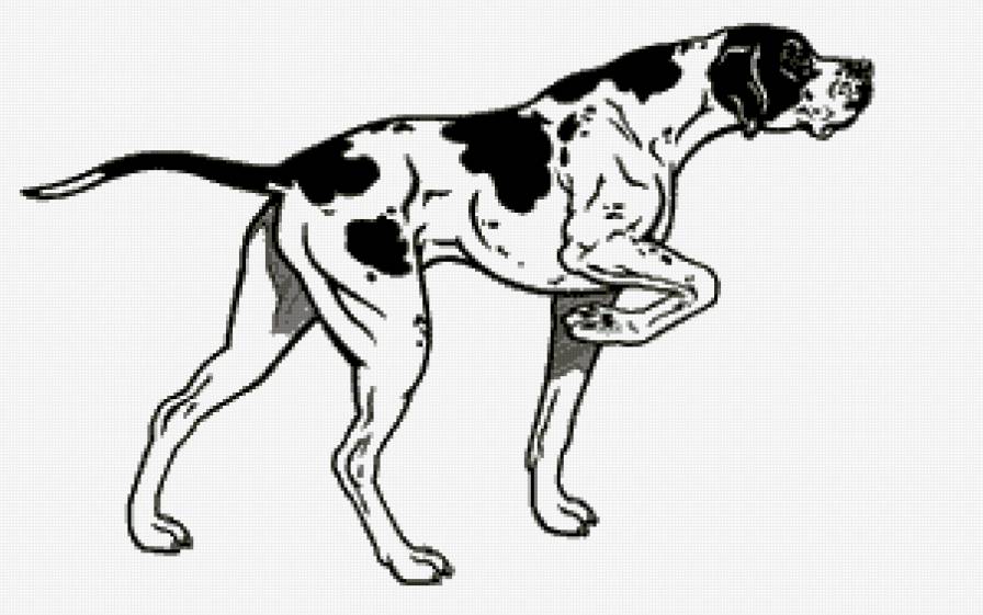 Пойнтер охотник - собака, охота, хобби, пойнтер - предпросмотр