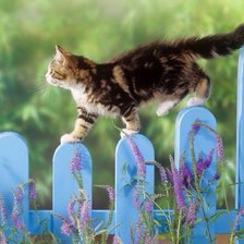 Кошка на заборе