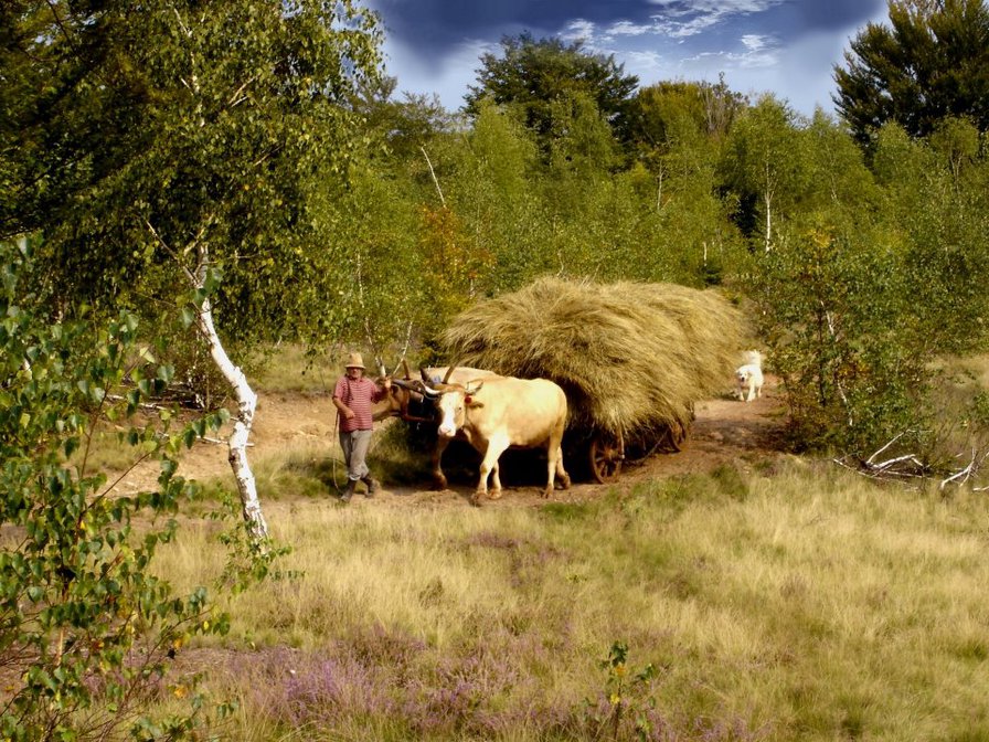 серия "люди" - волы - оригинал