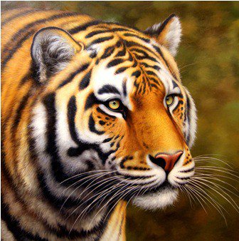 тигр - картина - оригинал