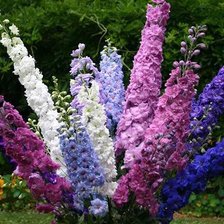 Схема вышивки «№645292»