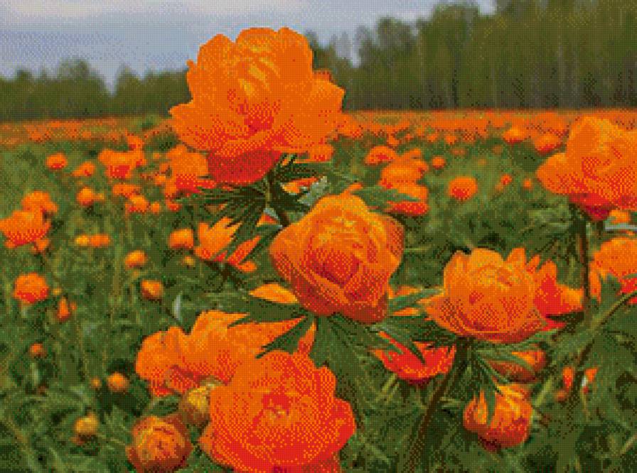 №645295 - предпросмотр