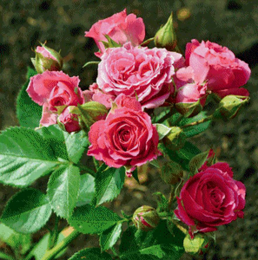 №645304 - предпросмотр