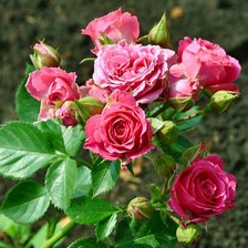 Схема вышивки «№645304»