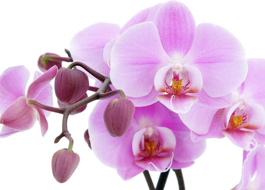 Орхидея - орхидеи, цветы - оригинал