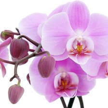 Оригинал схемы вышивки «Орхидея» (№645389)