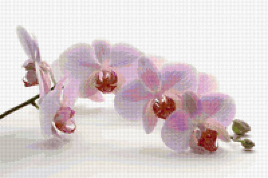 орхидея2 - цветок, орхидея, цветы - предпросмотр