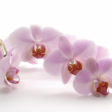 Оригинал схемы вышивки «орхидея2» (№645391)
