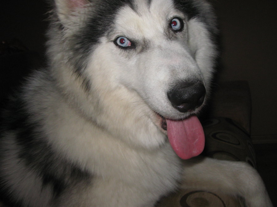 Хаски Хьюго-Амос - оригинал