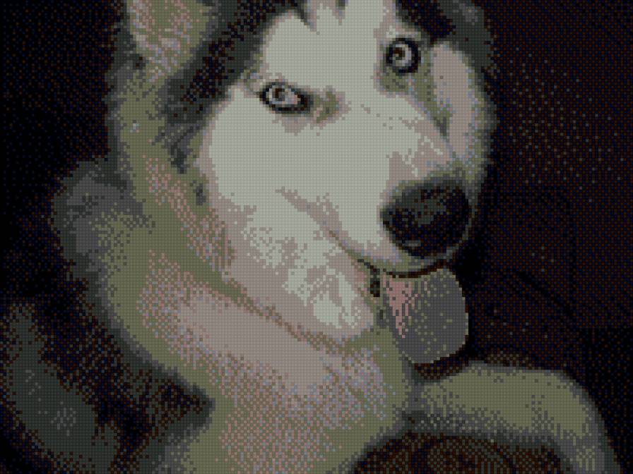 Хаски Хьюго-Амос - предпросмотр