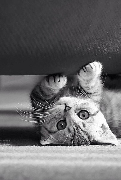 котёнок - кошки, котенок - оригинал