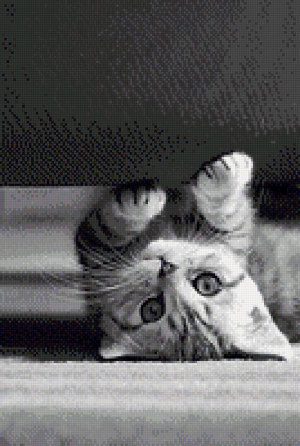 котёнок - кошки, котенок - предпросмотр