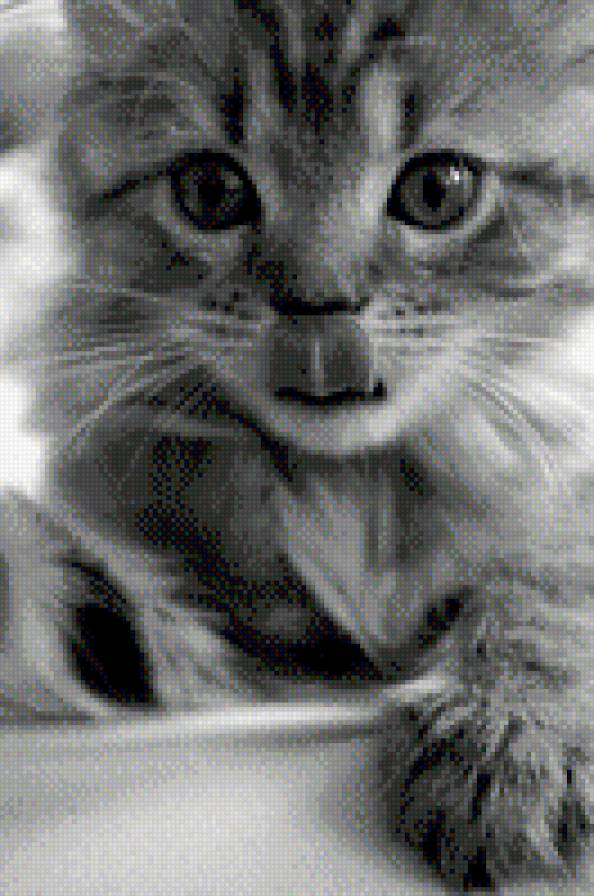 котёнок с язычком 2. - котенок, кошки - предпросмотр