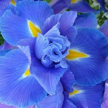 Схема вышивки «цветок»