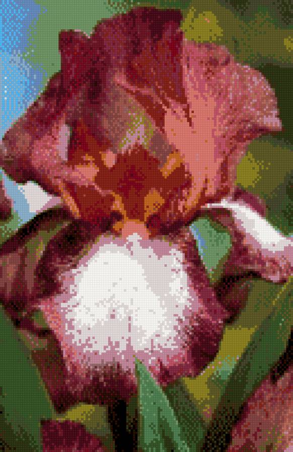 ирис - ирис, цветок - предпросмотр