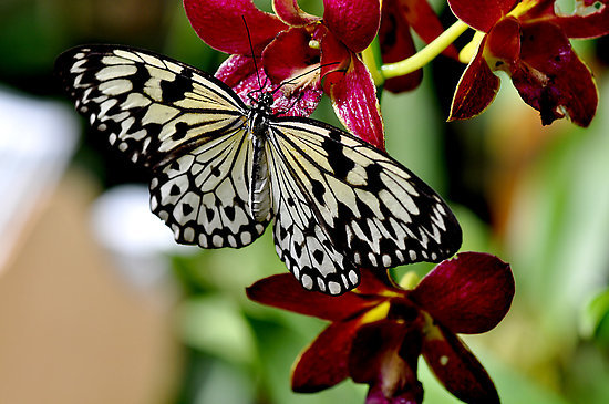 Бабочка на орхидее - орхидеи, бабочка, цветы - оригинал