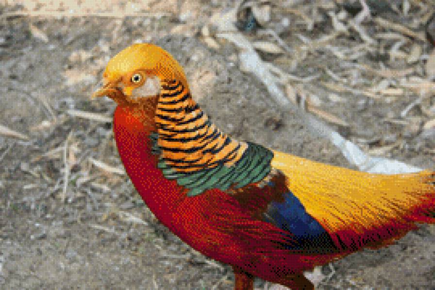 Птичка - предпросмотр