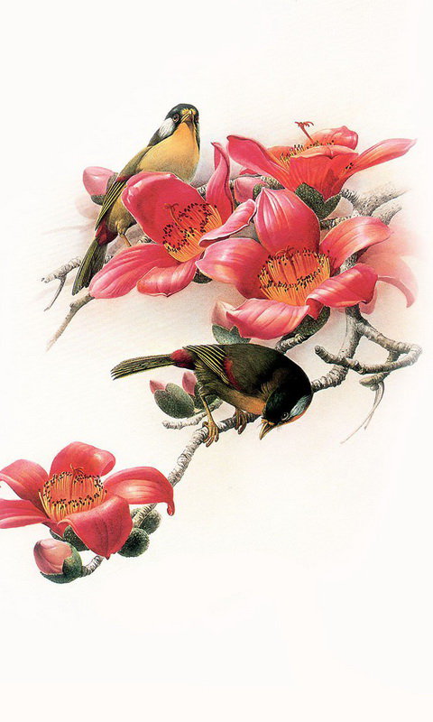 птицы - оригинал