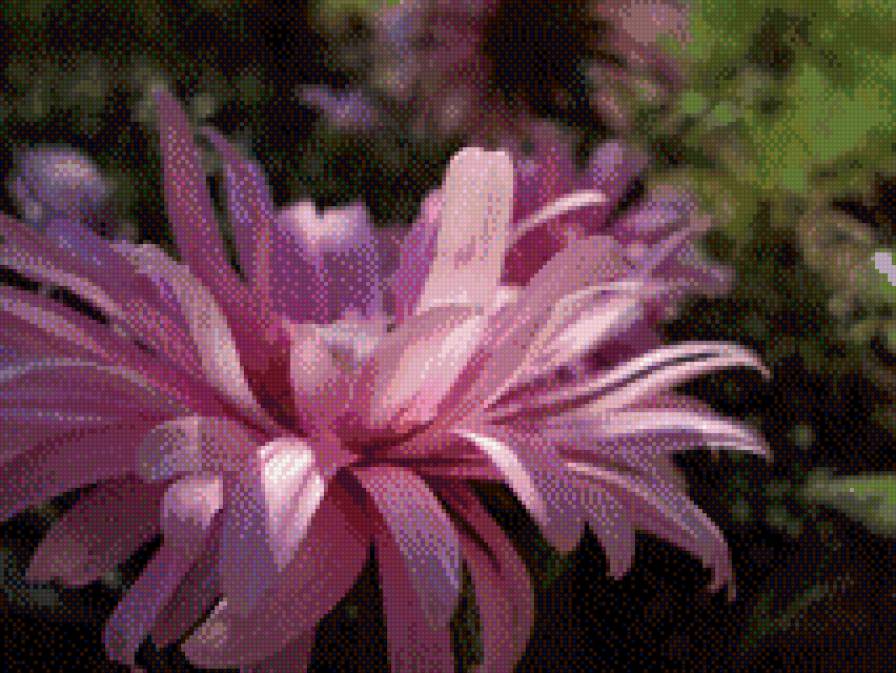 Астра - цветок - предпросмотр