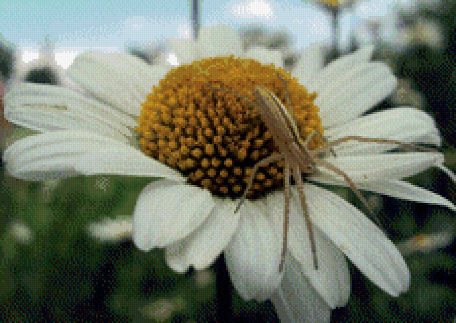 Ромашка с пауком - паук, ромашка - предпросмотр