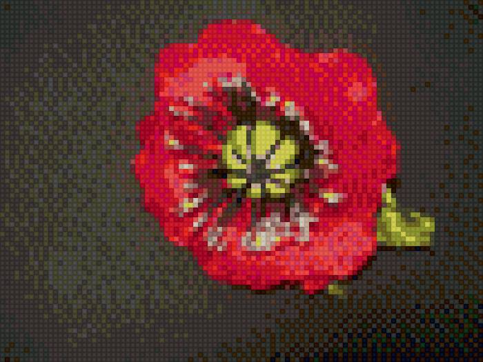 маки - предпросмотр