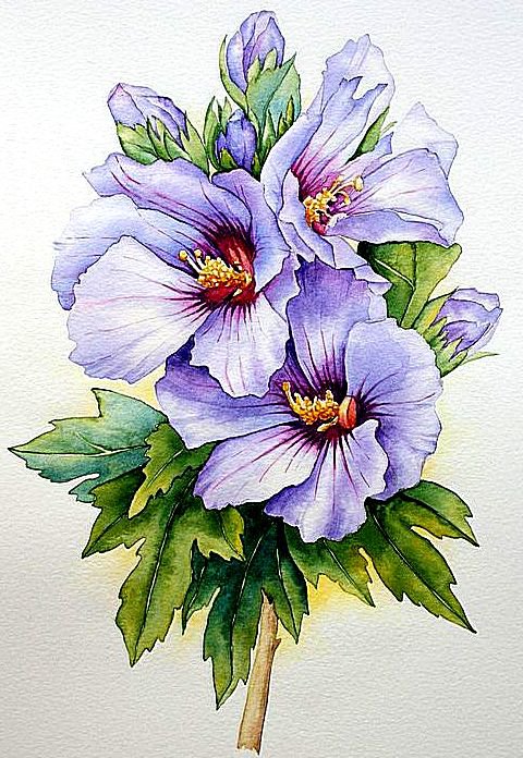 Гибискус - оригинал