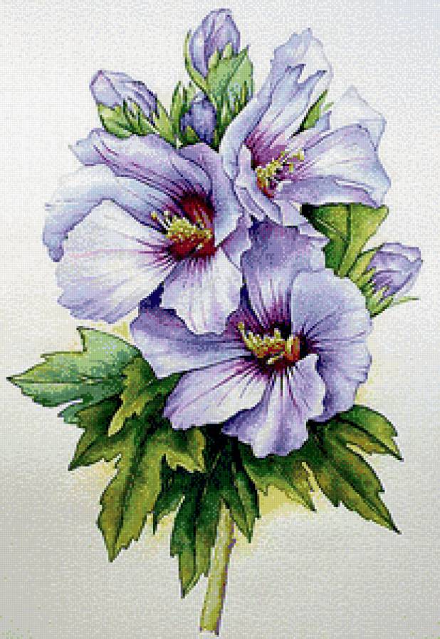 Гибискус - предпросмотр