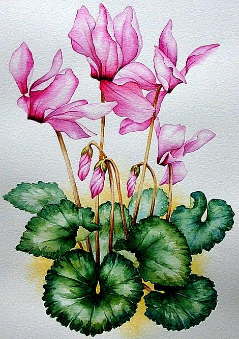 Цикламен - оригинал