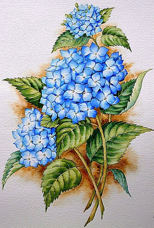 Гортензия - оригинал