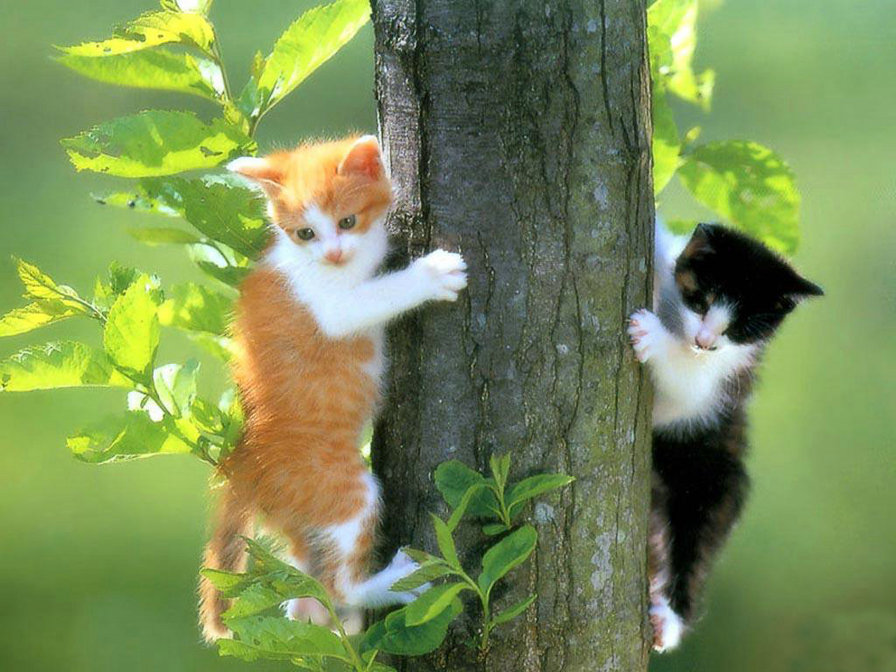 двое на дереве - животные, дерево, котята - оригинал