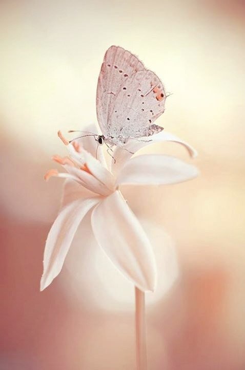 бабочка на цветке - цветок, насикоміе, бабочка - оригинал