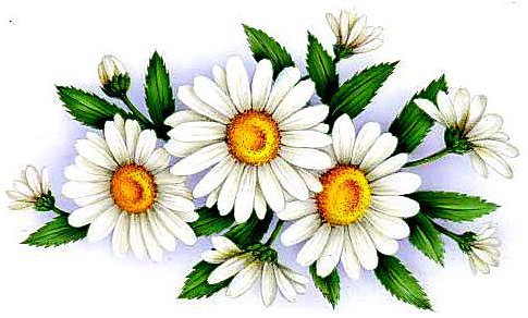 ромашки - цветы - оригинал