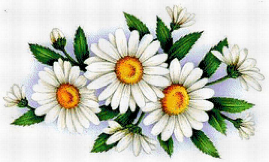 ромашки - цветы - предпросмотр