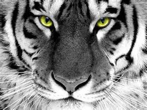 тигр - черно-белое.морда - оригинал