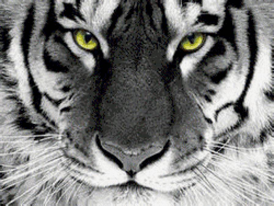 тигр - черно-белое.морда - предпросмотр