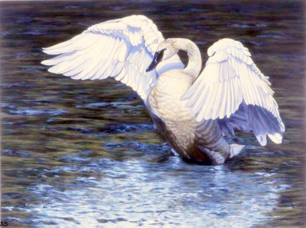 лебединый танец - птицы - оригинал