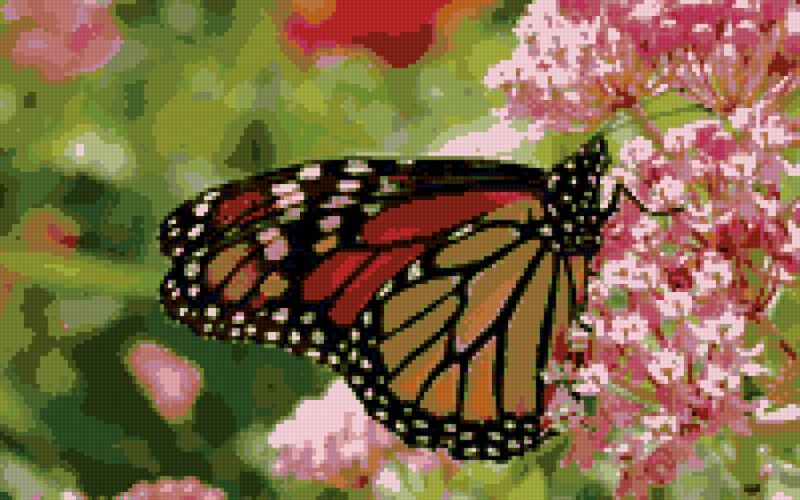 бабочка - предпросмотр