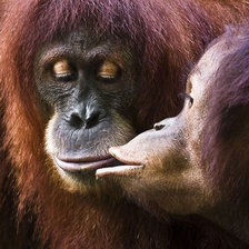 Схема вышивки «орангутаны.»