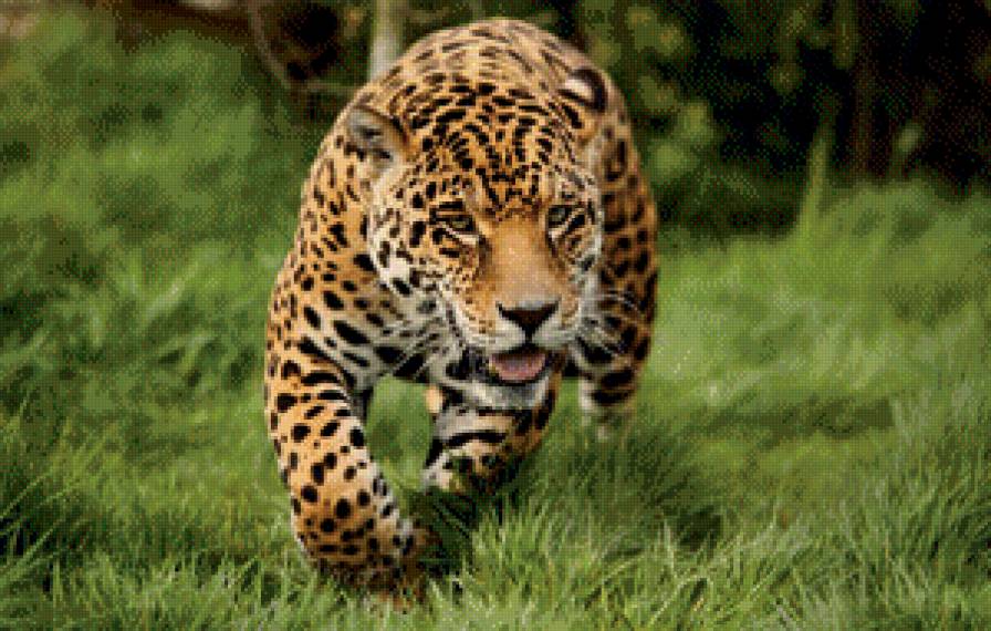 игривый леопард - леопард бежит.животное - предпросмотр