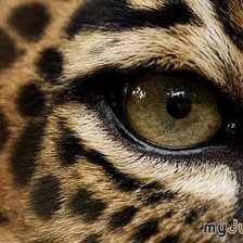 глаз леопарда