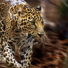 леопард идёт