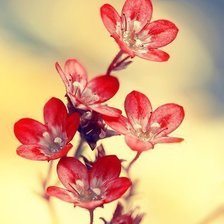 Схема вышивки «цветок»