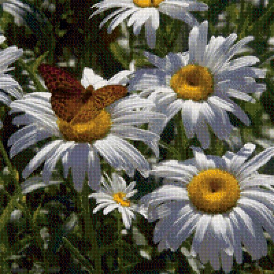 ромашки с бабочкой - цветы, бабочка, ромашки - предпросмотр